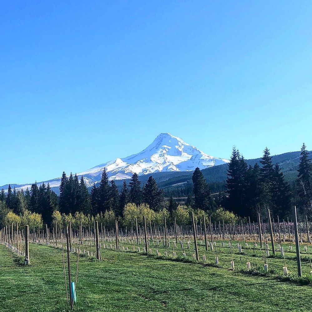 Grateful Vineyard - The view of Mt. Hood from the outdoor space! - Wine Tasting Room Near Me - Mount Hood, Oregon