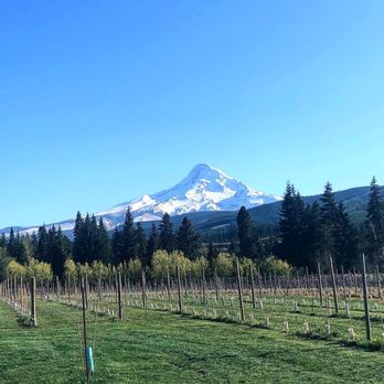 Grateful Vineyard - The view of Mt. Hood from the outdoor space! - Wine Tasting Room Near Me - Mount Hood, Oregon Grateful Vineyard - The view of Mt. Hood from the outdoor space! - Wine Tasting Room Near Me - Mount Hood, Oregon