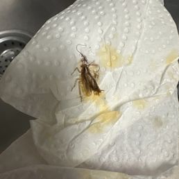 Killed a roach. They didn't seem to be concerned, and kept saying pest control would come... not sure if they actually did. Killed a roach. They didn't seem to be concerned, and kept saying pest control would come... not sure if they actually did.