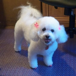 Bichon Puppy Love