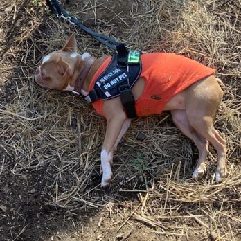 Camp Canines - Public access training in our service dog training program. - Pet Training Near Me - Lincoln City, Oregon Camp Canines - Public access training in our service dog training program. - Pet Training Near Me - Lincoln City, Oregon