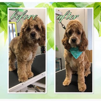 Pacific Paws Grooming - Murphy's before and after - Pet Groomers Near Me - Coquille, Oregon Pacific Paws Grooming - Murphy's before and after - Pet Groomers Near Me - Coquille, Oregon
