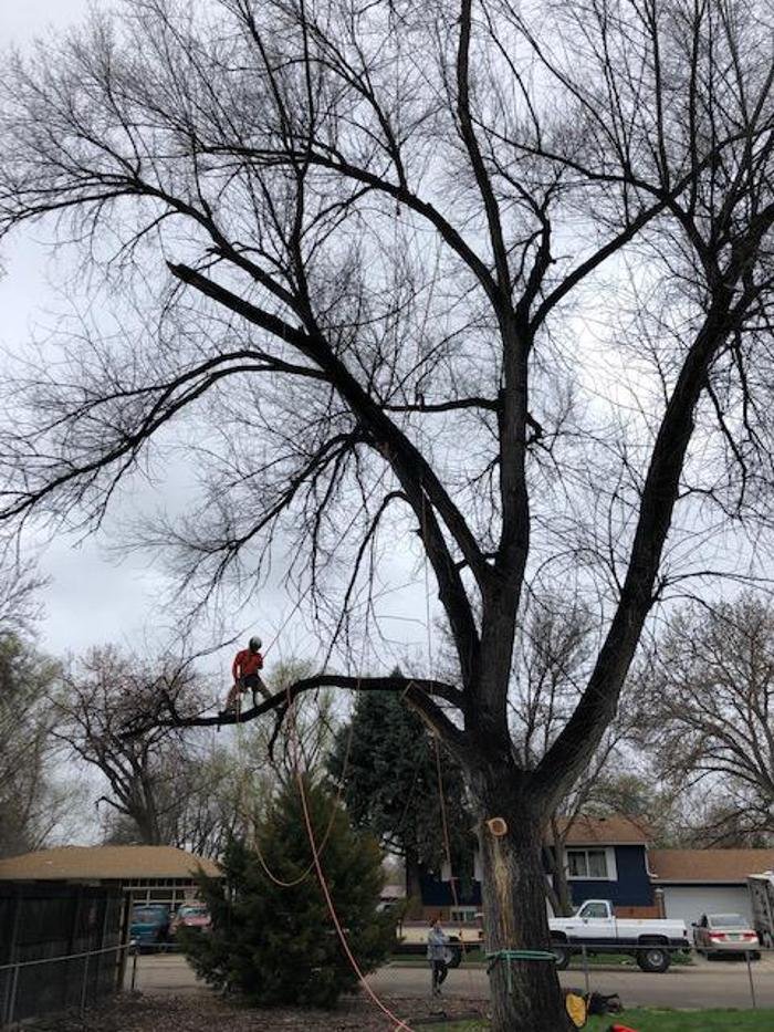 WESTERN CUT TREE CARE 12 Photos Longmont, CO Yelp