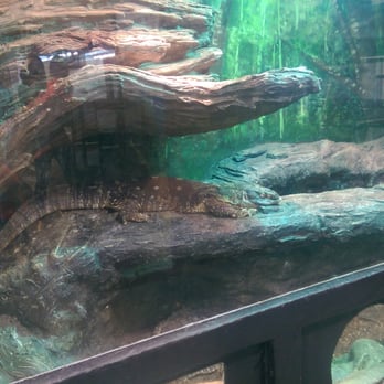 East Bay Vivarium - Reptile Shops Near Me - Berkeley, California East Bay Vivarium - Reptile Shops Near Me - Berkeley, California