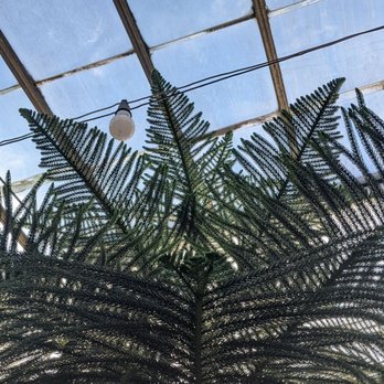 Pembertons Greenhouses - Nurseries & Gardening Near Me - Lexington, Kentucky