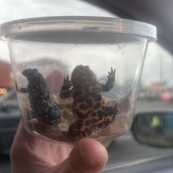 LLLReptile & Supply- Henderson - Fire belly frogs. - Pet Stores Near Me - Henderson, Nevada LLLReptile & Supply- Henderson - Fire belly frogs. - Pet Stores Near Me - Henderson, Nevada