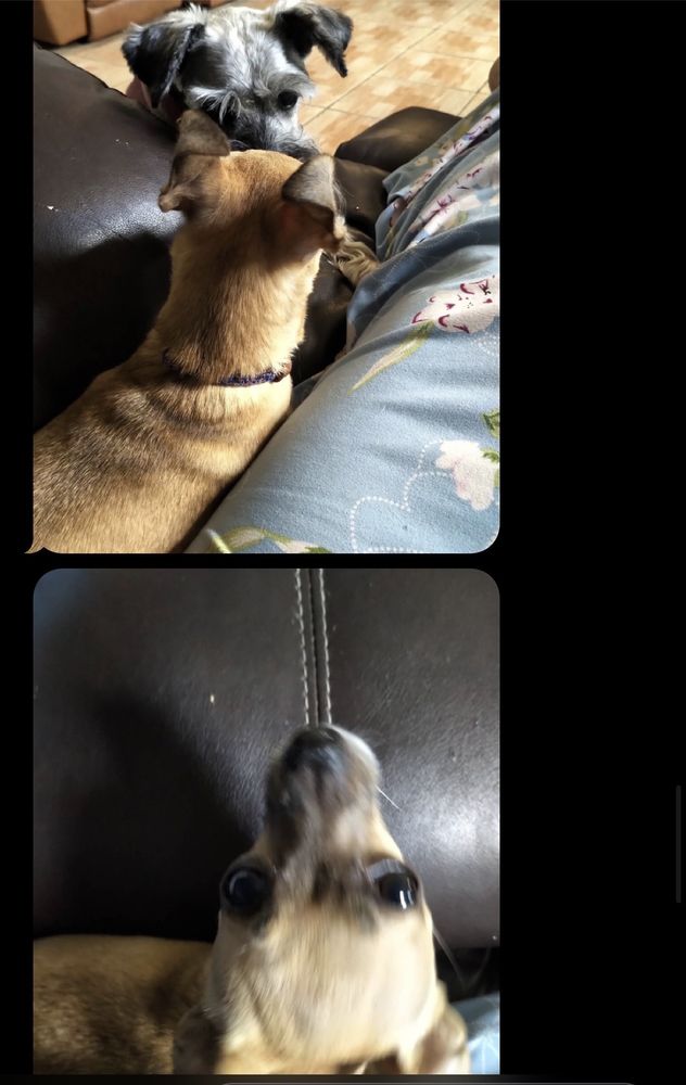 UNIVERSAL DOG CARE ORLANDO 171 Photos 7200 Ferrara Ave, Orlando, FL