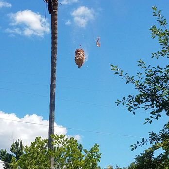 Sacramento Valley Tree Services - Tree Services Near Me Sacramento Valley Tree Services - Tree Services Near Me