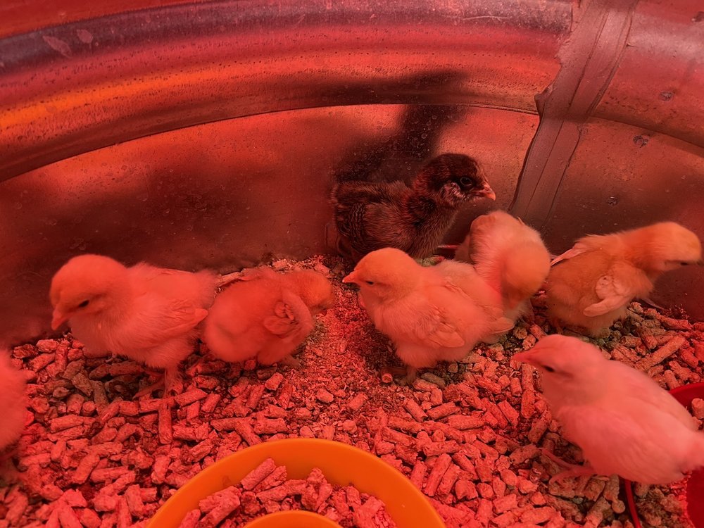 CAL RANCH STORES 80 Photos & 38 Reviews 2075 N Pebble Creek Pkwy