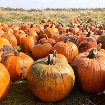 Applewood Orchard - Lots of nice pumpkins - Pick Your Own Farms Near Me - Lakeville, Minnesota