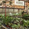 Ashcombe Farm and Greenhouses gift card