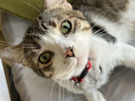 HUNTER’S KITTEN LOUNGE - Updated August 2025 - 70 Photos & 11 Reviews