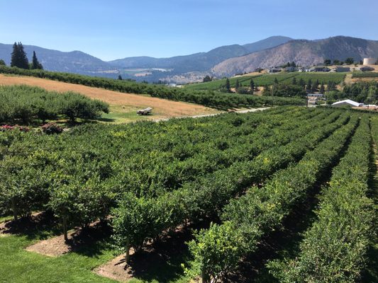 Blueberry Hills Farm by null