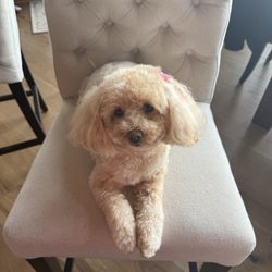 Posh pooch grooming