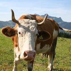 Moserhof - Urlaub auf dem Bio-Bauernhof in Oberbayern - Moserhof - vollbewirtschaftet