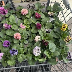 Green Barn Garden Center - Japanese pansy in the search found and found it here!!