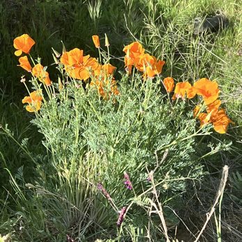 Clementine Lake Loop or Culvert Loop - Spring flowers - Parks Near Me - Auburn, California