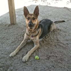 Town of Derry Dog Park - Cedes
