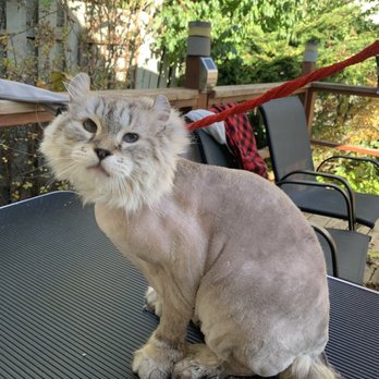 City Kitty Grooming - Pet Groomers Near Me