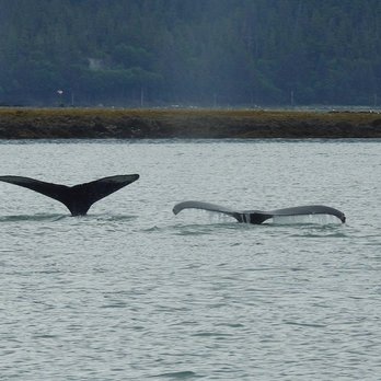 Alaska Tales - Whale Watching Tours Near Me - Juneau, Alaska Alaska Tales - Whale Watching Tours Near Me - Juneau, Alaska