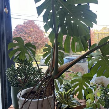 Mitten Sweets & Coffee - Desserts Near Me - Seattle, Washington