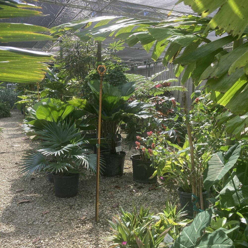 Jupiter Farms Nursery - a variety of tropical plants - Landscaping Near Me - Jupiter, Florida Jupiter Farms Nursery - a variety of tropical plants - Landscaping Near Me - Jupiter, Florida