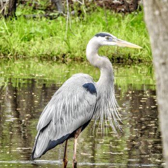 Pasco County of - Great Blue Heron - Parks Near Me - Dade City, Florida Pasco County of - Great Blue Heron - Parks Near Me - Dade City, Florida