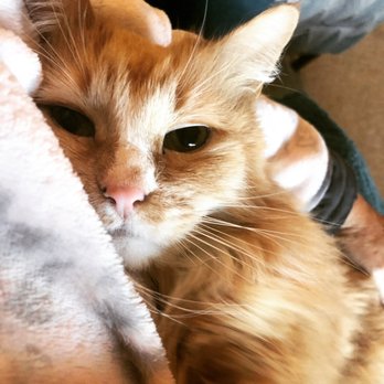 Dr Marchi - Pet Euthanasia at Home - 1/2 of my - Veterinarians Near Me - Long Beach, California Dr Marchi - Pet Euthanasia at Home - 1/2 of my - Veterinarians Near Me - Long Beach, California