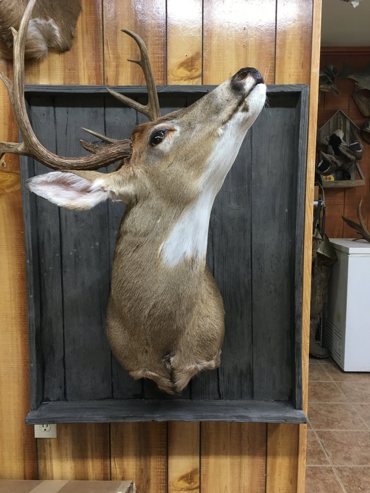 Scott's Taxidermy Studio - taxidermy in Joplin, MO