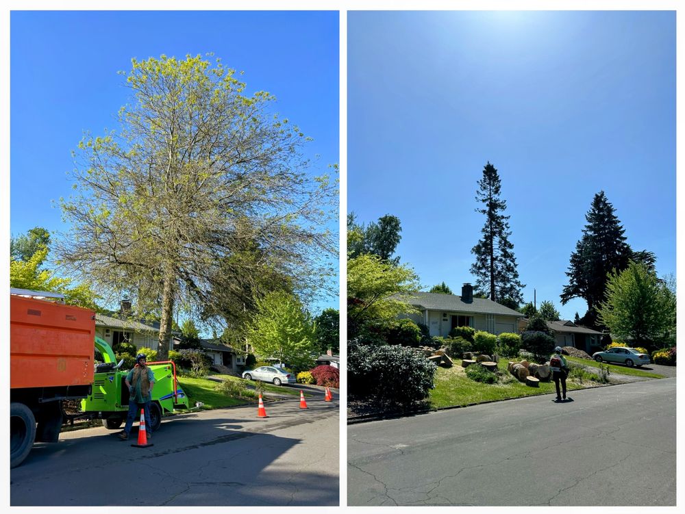 Emerald Valley Tree Service - tree service in Salem, OR
