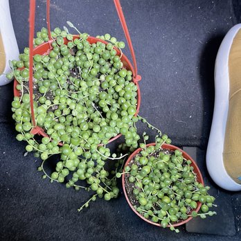 Blvd Nursery - 6" and 4" string of pearls - Nurseries & Gardening Near Me - Pasadena, California