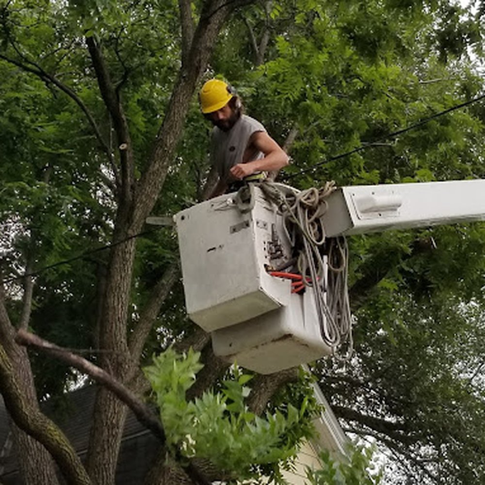 TOP 10 BEST Tree Services in Edina, MN - January 2024 - Yelp