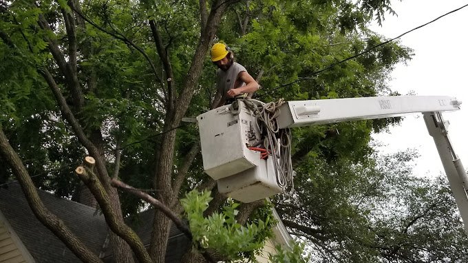 Urban Tree & Landscape - tree service in Maple Grove, MN
