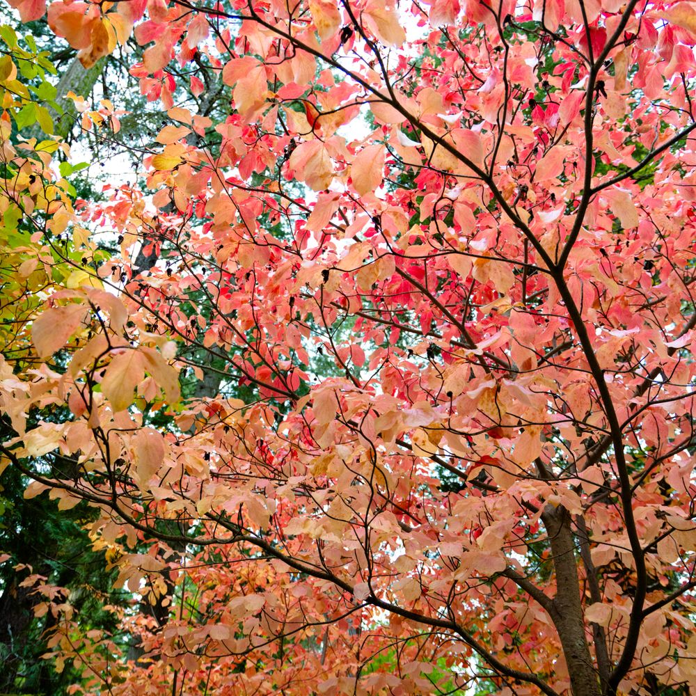 Lewis Creek Trail - fall foliage - Hiking Near Me Lewis Creek Trail - fall foliage - Hiking Near Me