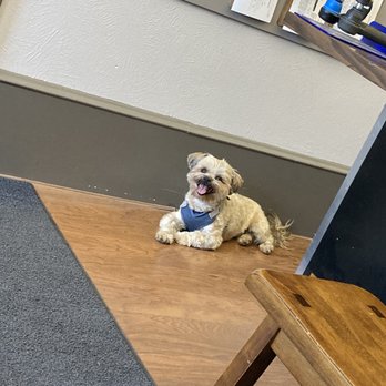 Honesty Automotive - Say Hello to Louie...This little guy is so dang cute!!! - Oil Change Stations Near Me - Missoula, Montana Honesty Automotive - Say Hello to Louie...This little guy is so dang cute!!! - Oil Change Stations Near Me - Missoula, Montana