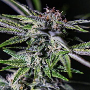 Zipz - With its pink hues terp hairs and a super pungent skunky aroma our Headband will for sure knock your socks off! - Cannabis Clinics Near Me - Colorado Springs, Colorado Zipz - With its pink hues terp hairs and a super pungent skunky aroma our Headband will for sure knock your socks off! - Cannabis Clinics Near Me - Colorado Springs, Colorado