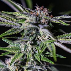 Zipz - With its pink hues terp hairs and a super pungent skunky aroma our Headband will for sure knock your socks off!