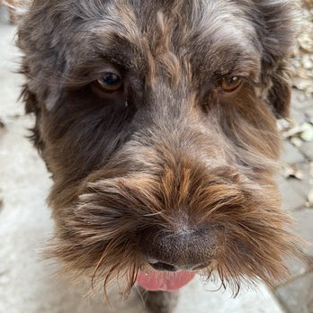 Dogtopia - One side gorgeous lashes, the other eye is pretty much buzzed off - Pet Groomers Near Me - Austin, Texas