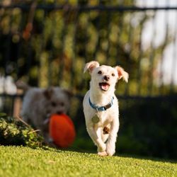 Priceless Pets Rescue - City of Industry