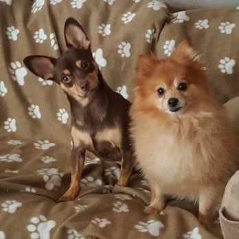 vca morningside animal hospital