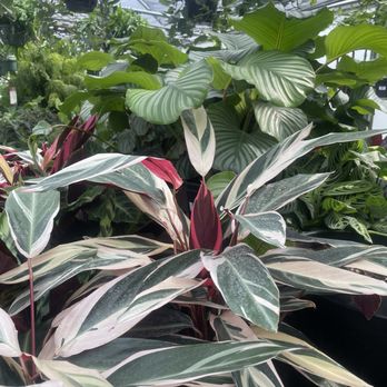 Family Tree Nursery - Nurseries & Gardening Near Me - Overland Park, Kansas Family Tree Nursery - Nurseries & Gardening Near Me - Overland Park, Kansas