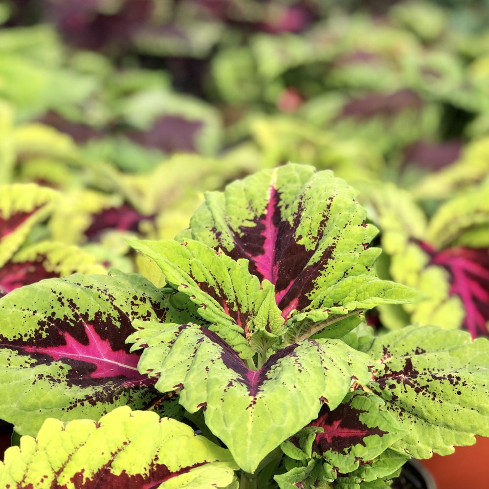 THE HOME & GARDEN CENTER Updated October 2024 16 Photos 4513 W