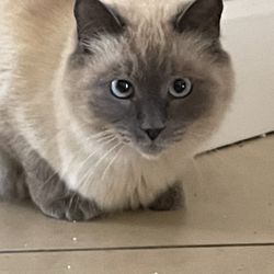 Aunt Heather's Kitty Sitting