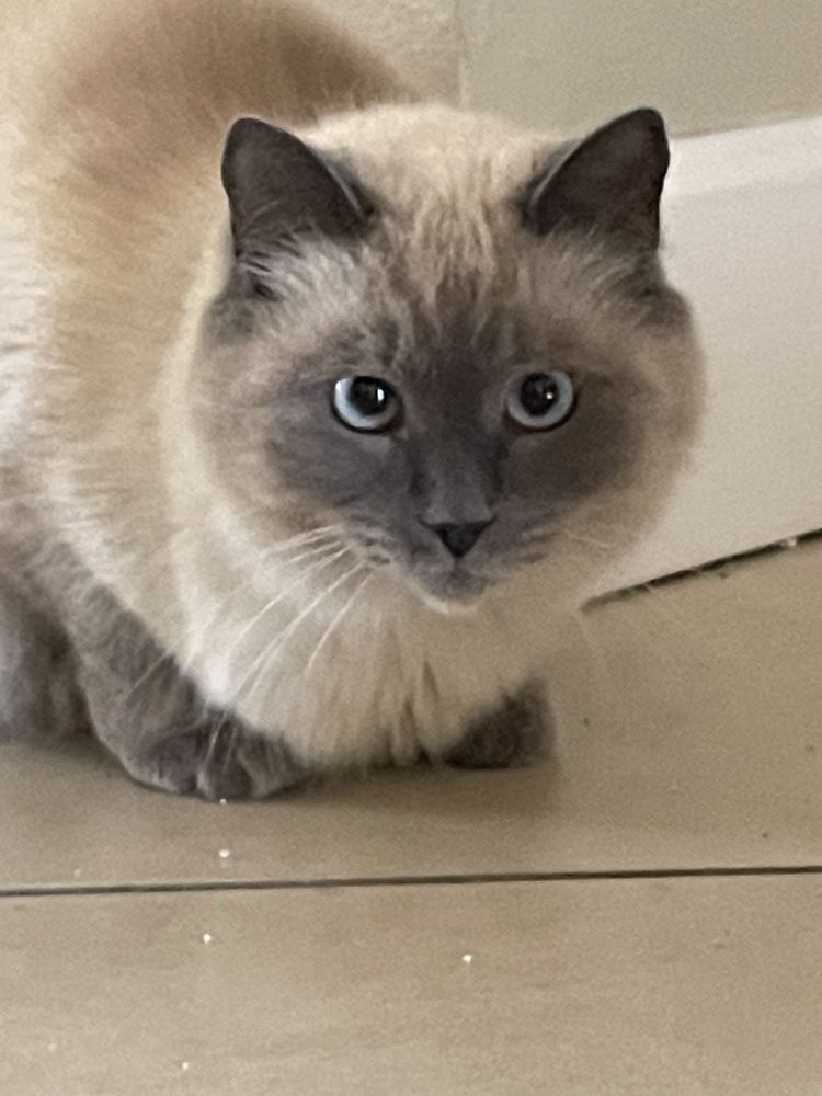 Aunt Heather's Kitty Sitting Image