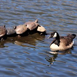 Kissena Park - Piling on