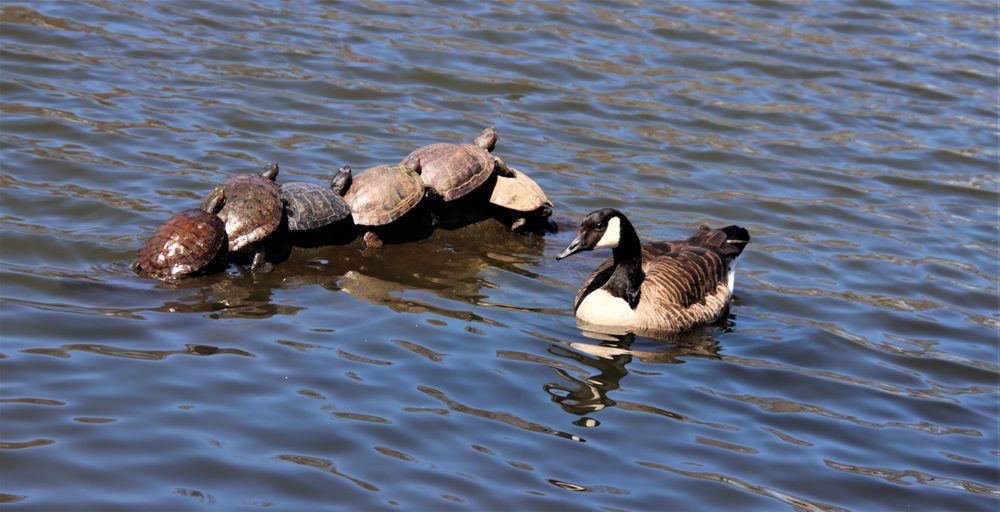 Kissena Park Image