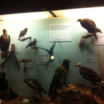 Field Museum - Birds - Museums Near Me - Chicago, Illinois Field Museum - Birds - Museums Near Me - Chicago, Illinois