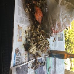 Southern Maryland Crabs