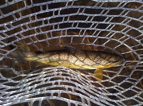 Backwater Angler Logo