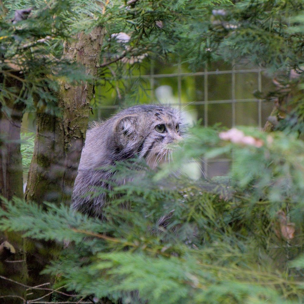 Banham Zoo - Pallas's cat at Banham Zoo - Zoos Near Me - Norwich, NFK Banham Zoo - Pallas's cat at Banham Zoo - Zoos Near Me - Norwich, NFK